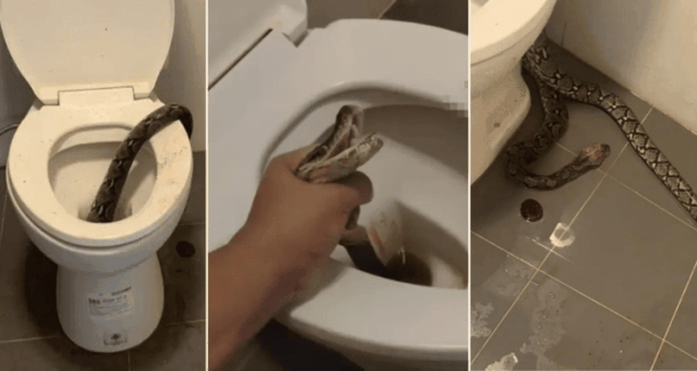 Una serpiente de 3 metros mordió a un hombre en los testículos mientras estaba en el inodoro