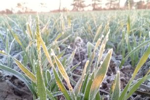 Atención, Misiones: Se mantiene la alerta amarilla por frío y heladas en algunas localidades