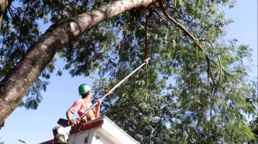 Última etapa de podas correctivas en Oberá