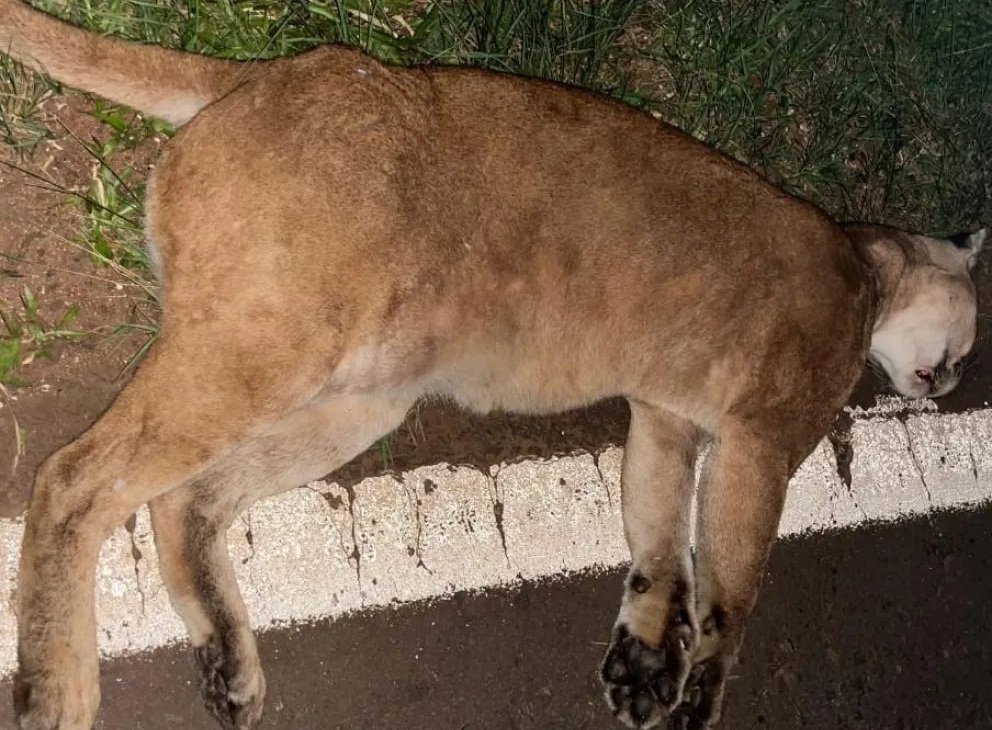 Un puma fue atropellado en el ingreso a Puerto Iguazú