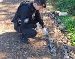 Encontraron muerto un gato Tirica en cercanías al parque termal de Oberá