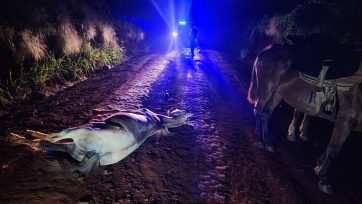 Motociclista chocó contra un equino que era guiado por un menor