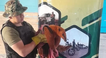 Apareció un oso melero en el patio de una vivienda de Oberá