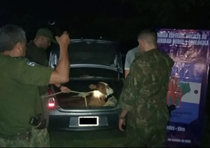 Hallaron un ternero vivo en el baúl de un auto durante un operativo policial en Corrientes