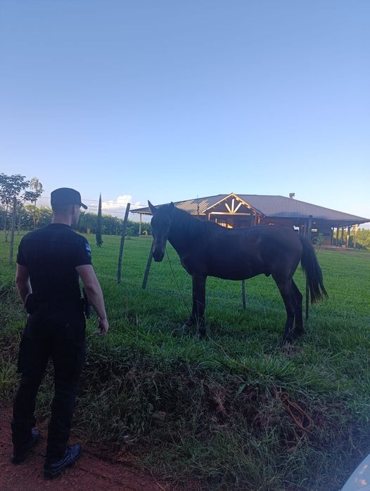 Efectivos de la Seccional Tercera recuperaron un equino robado y buscan al ladrón