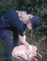 Efectivos de Villa Bonita asistieron y resguardaron a una perra lastimada y abandonada en la zona rural