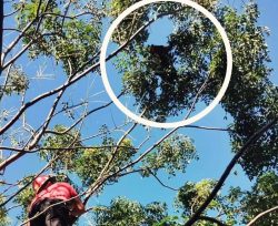 Rescataron a un oso melero que trepó a la copa de un árbol en Hipólito Yrigoyen
