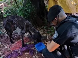MALTRATO ANIMAL-Rescate de un perro en condiciones críticas en Eldorado
