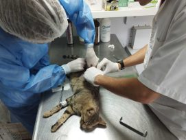 Mascotas del barrio Tuichá fueron atendidos con el quirófano móvil