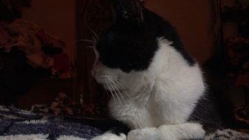 Día Internacional del Gato, ¿por qué se celebra el 20 de febrero?