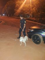 La Policía recuperó a «Luna»  una perra Pitbull robada de una vivienda de Oberá