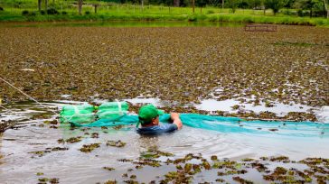 Se realizan trabajos de limpieza en el lago del Complejo Turístico Salto Berrondo para mejorar la calidad del espacio recreativo