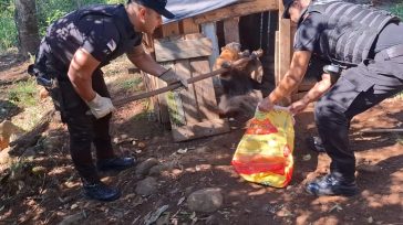Policías de Panambí recataron un oso hormiguero y lo pusieron bajo resguardo