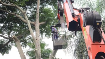 Podas en Oberá: Se trabaja con grúa para árboles grandes