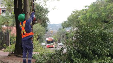 Comenzó el operativo de podas en espacios públicos