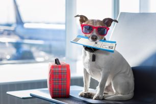 Vacaciones con mascotas: cómo prevenir urgencias veterinarias y viajar con respaldo profesional