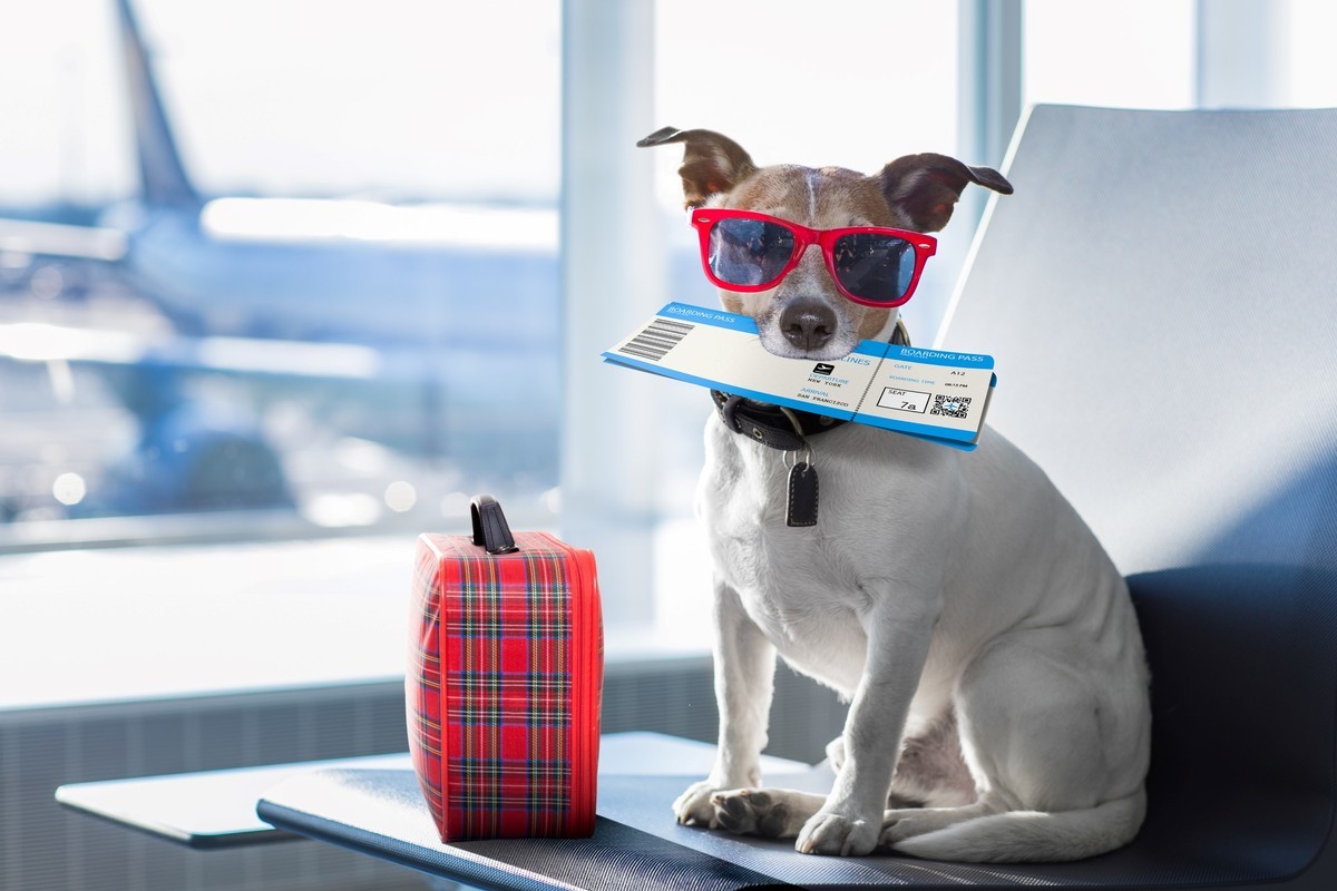 Vacaciones con mascotas: cómo prevenir urgencias veterinarias y viajar con respaldo profesional