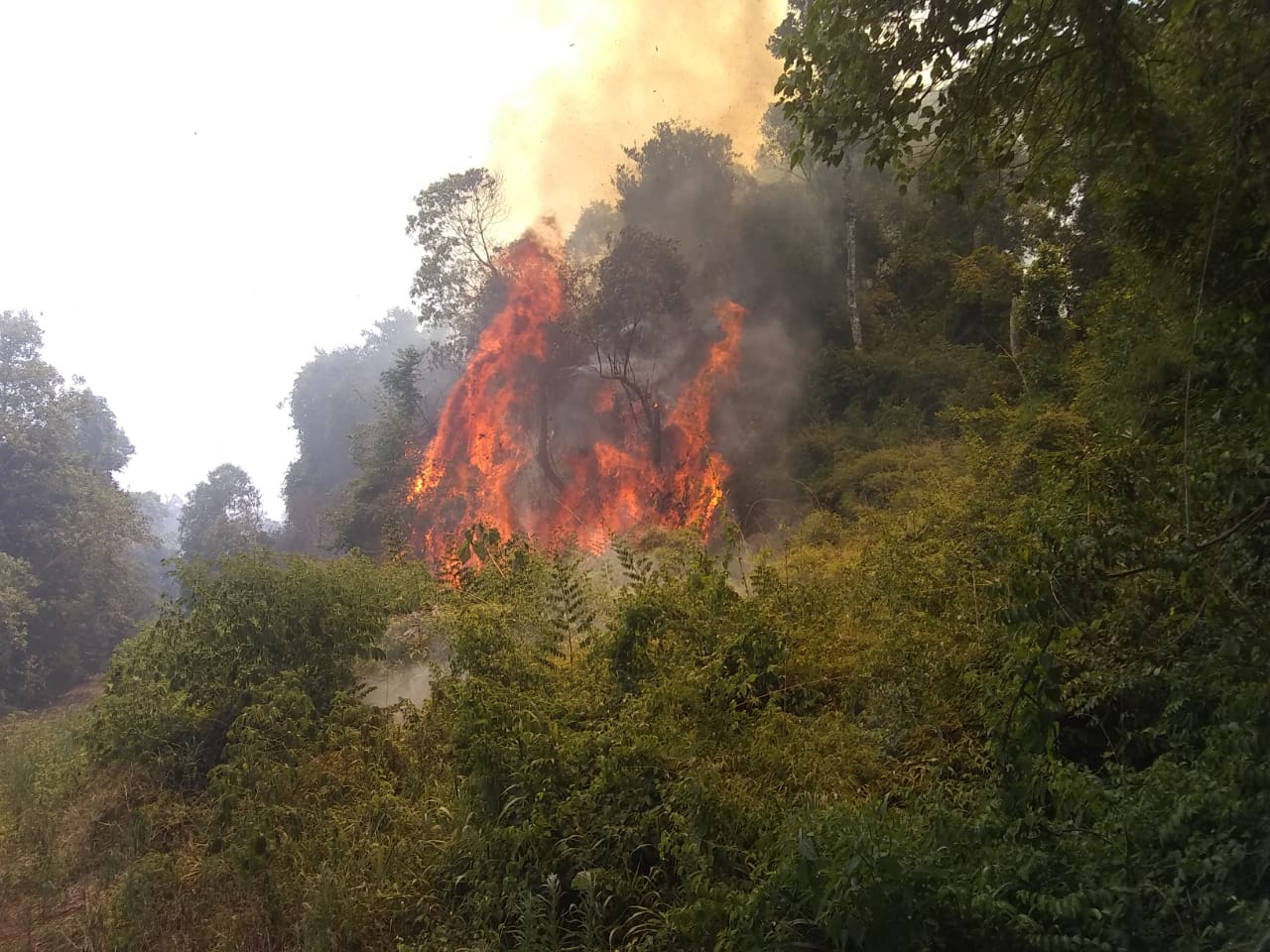 Riesgo extremo de incendios en Misiones: piden extremar los cuidados ante un febrero muy seco
