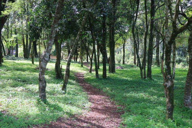 El barrio Ecológico tendrá senderos para caminar a partir de un pedido de los vecinos