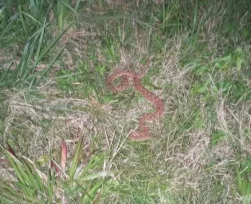 Apareció una yarará en n una estación YPF de Itaembé Guazú, fue rescatada y liberada en un lugar seguro