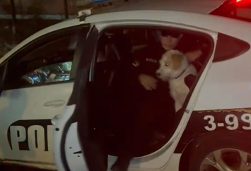 Denuncias y videos aportados a la Policía permitieron rescatar a un cachorro que era maltratado por su dueño en Oberá